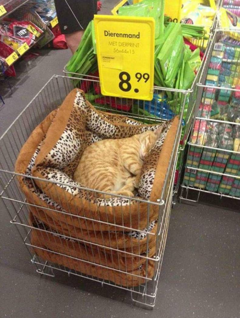 Gewoon een verzameling hilarische foto's #859