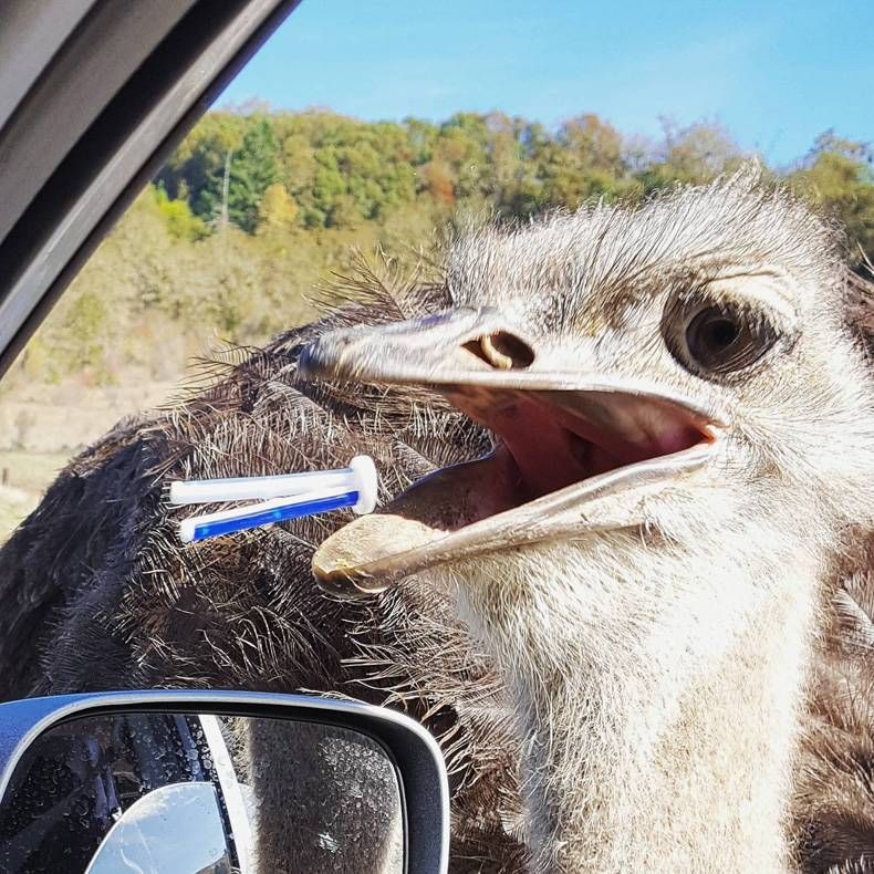 Gewoon een verzameling hilarische foto's #748