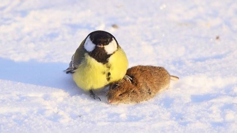 Gewoon een verzameling hilarische foto's #748