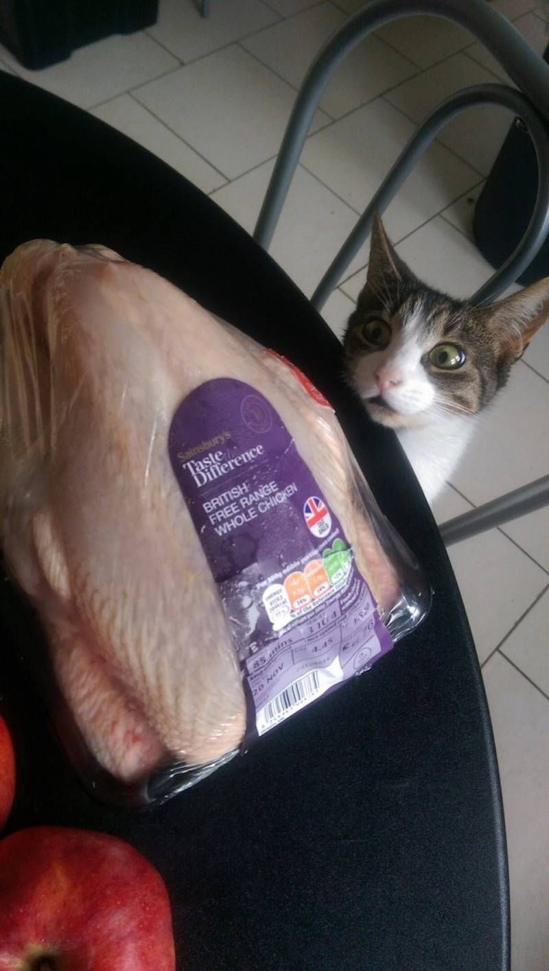 Gewoon een verzameling hilarische foto’s #906