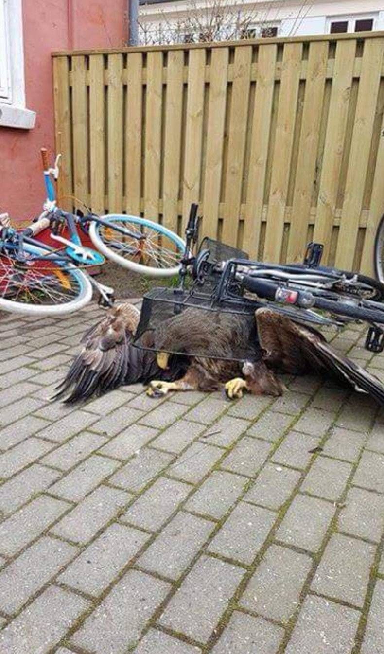 Gewoon een verzameling hilarische foto's #784