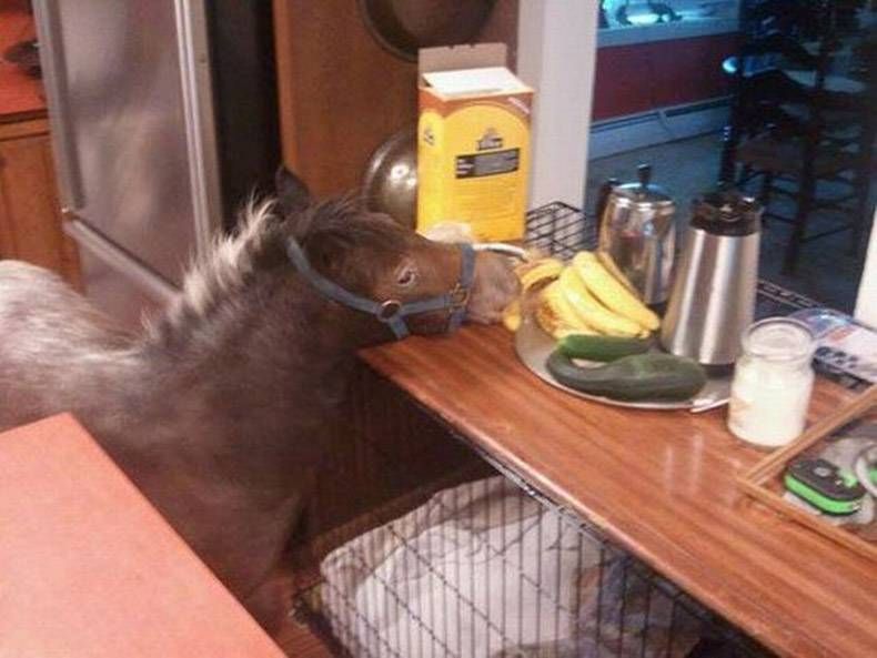 Gewoon een verzameling hilarische foto's #970