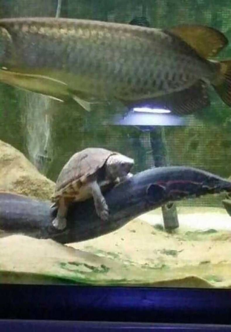 Gewoon een verzameling hilarische foto's #1254