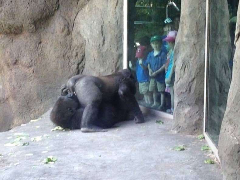 Gewoon een verzameling hilarische foto's #713