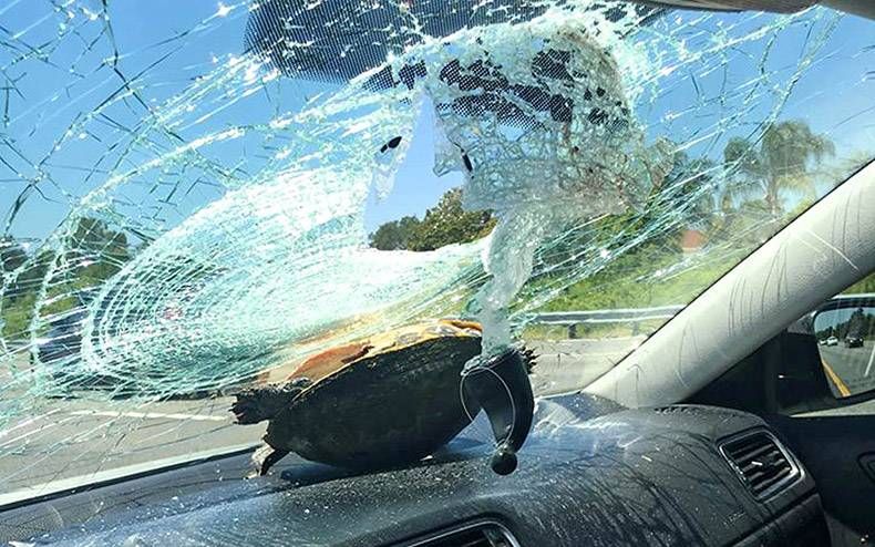 Gewoon een verzameling hilarische foto's #956