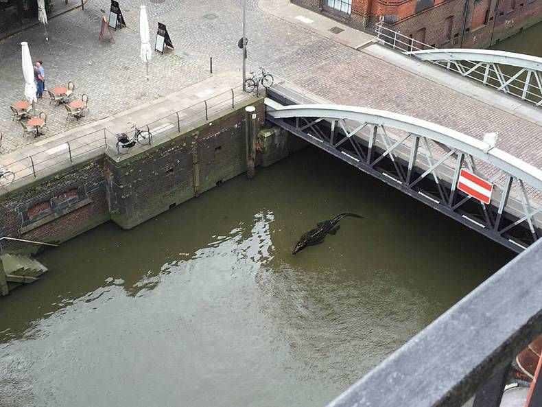 Gewoon een verzameling hilarische foto's #714