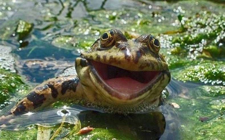 Gewoon een verzameling hilarische foto's #746