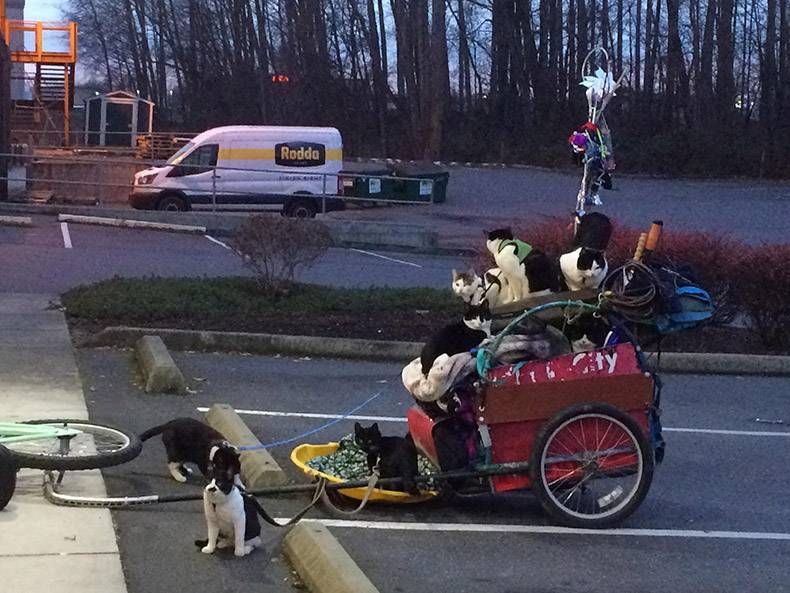 Gewoon een verzameling hilarische foto's #1063