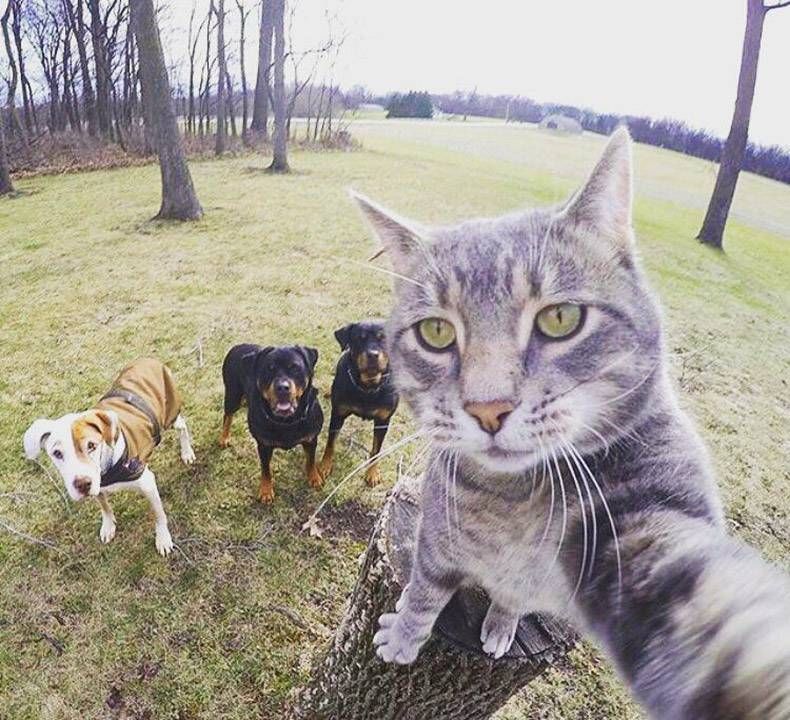 Gewoon een verzameling hilarische foto's #912