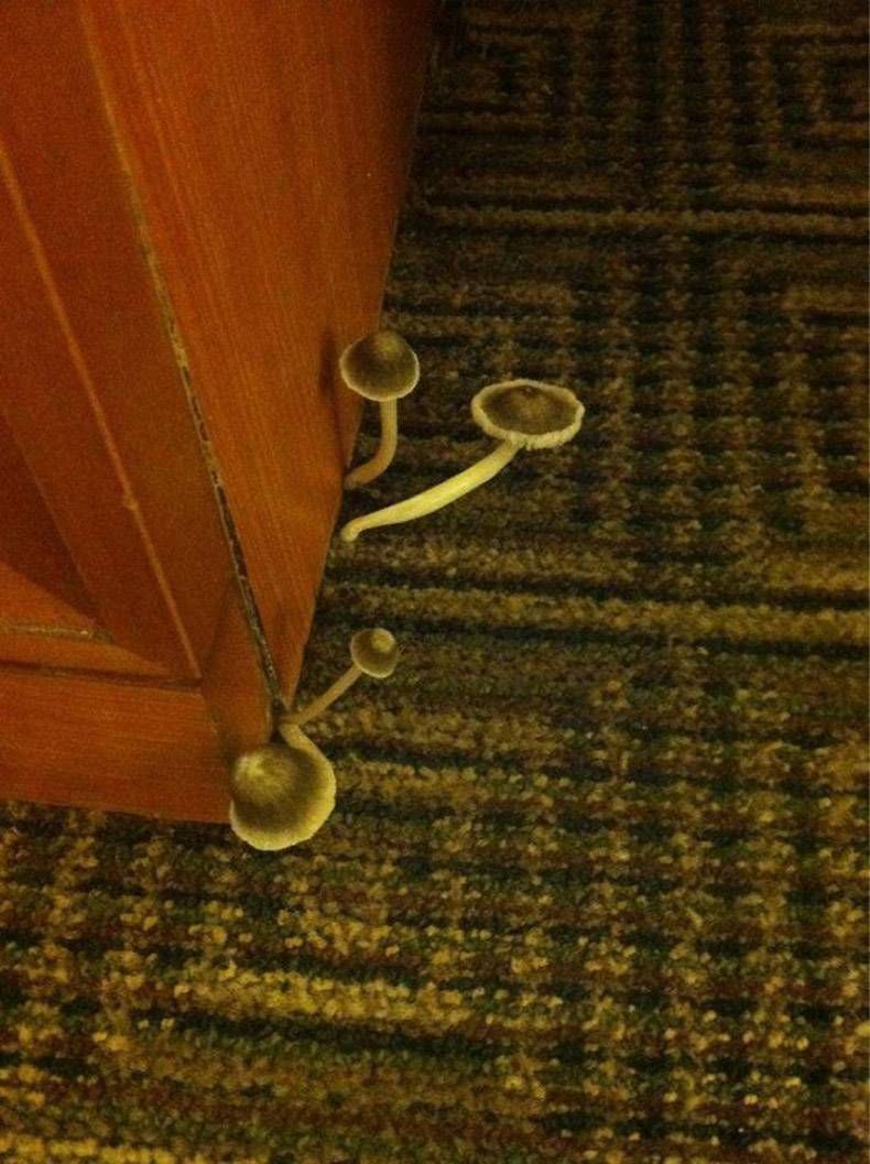 Gewoon een verzameling hilarische foto's #1180