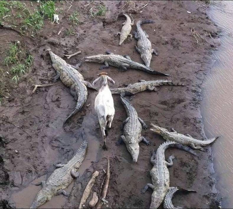 Gewoon een verzameling hilarische foto's #715