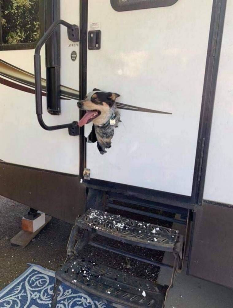 Gewoon een verzameling hilarische foto’s #1250