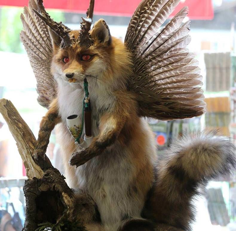 Gewoon een verzameling hilarische foto's #924