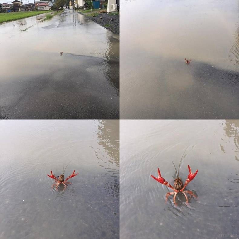 Gewoon een verzameling hilarische foto's #760