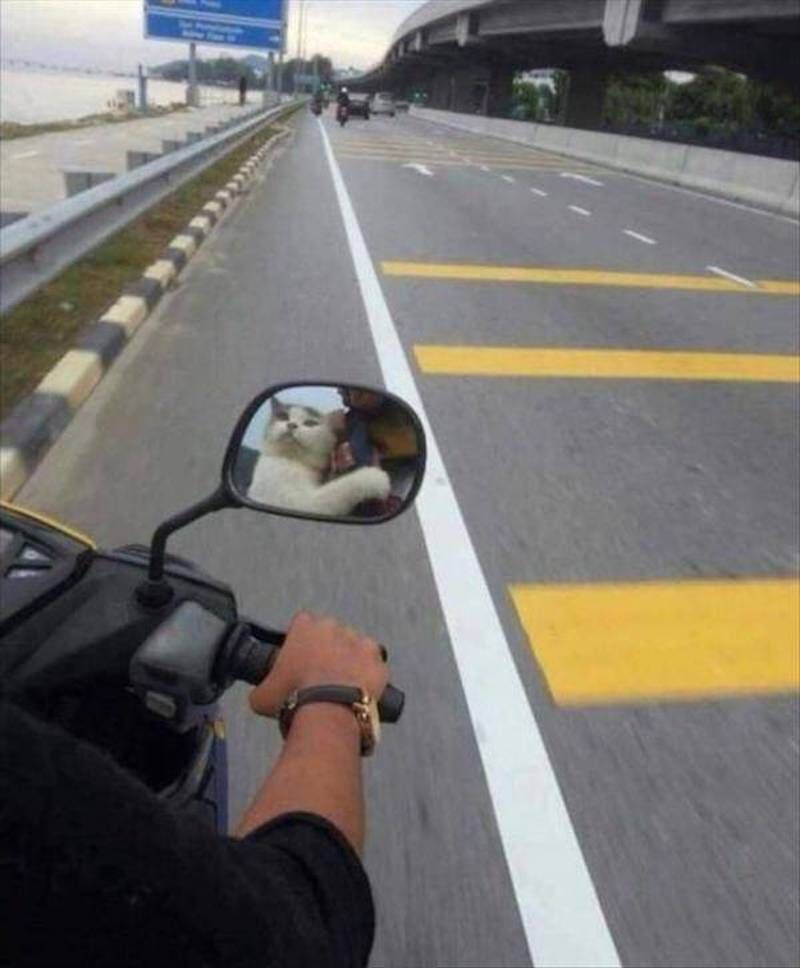 Gewoon een verzameling hilarische foto’s #951