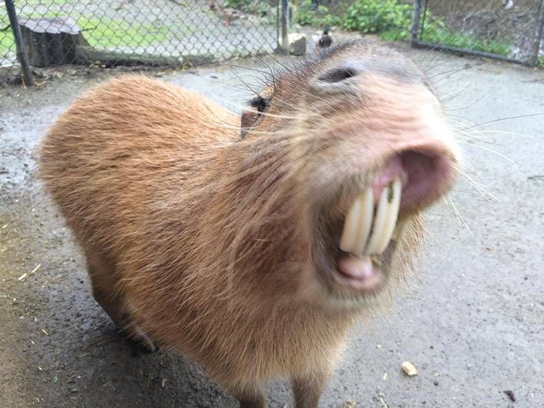 Gewoon een verzameling hilarische foto's #859
