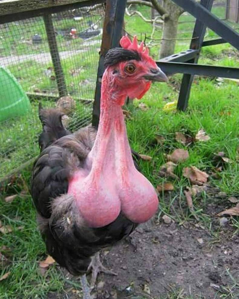 Gewoon een verzameling hilarische foto's #928
