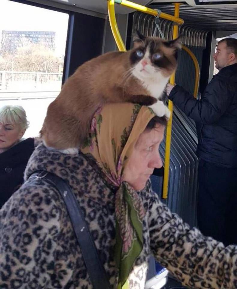 Gewoon een verzameling hilarische foto's #811