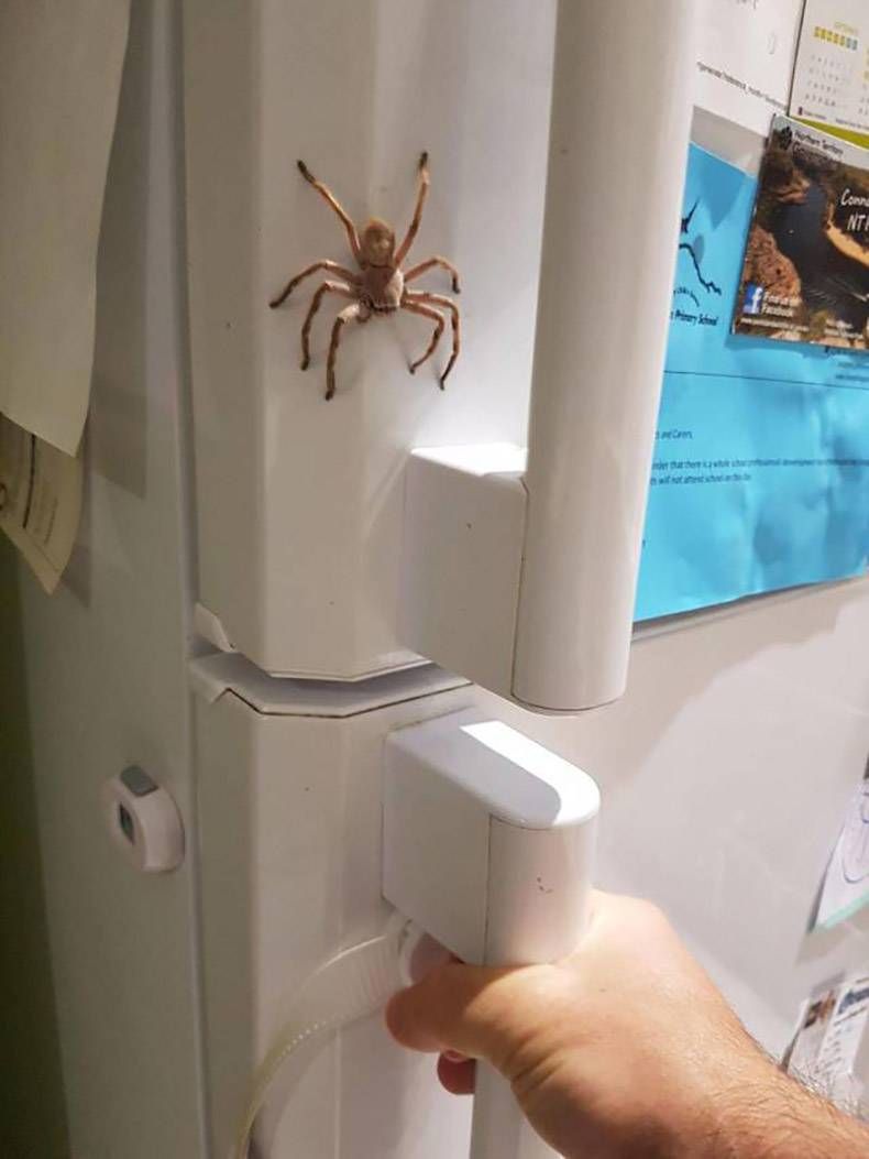 Gewoon een verzameling hilarische foto's #979