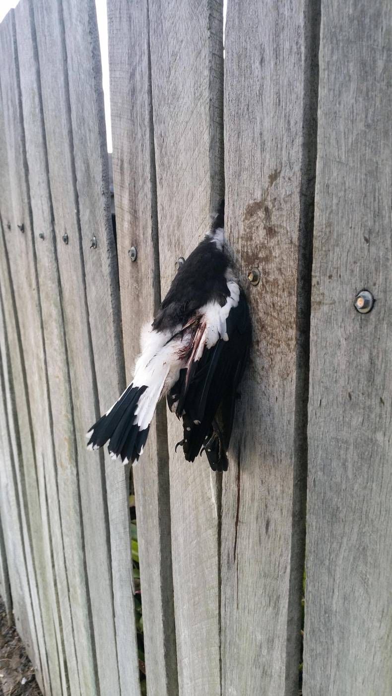 Gewoon een verzameling hilarische foto's #724