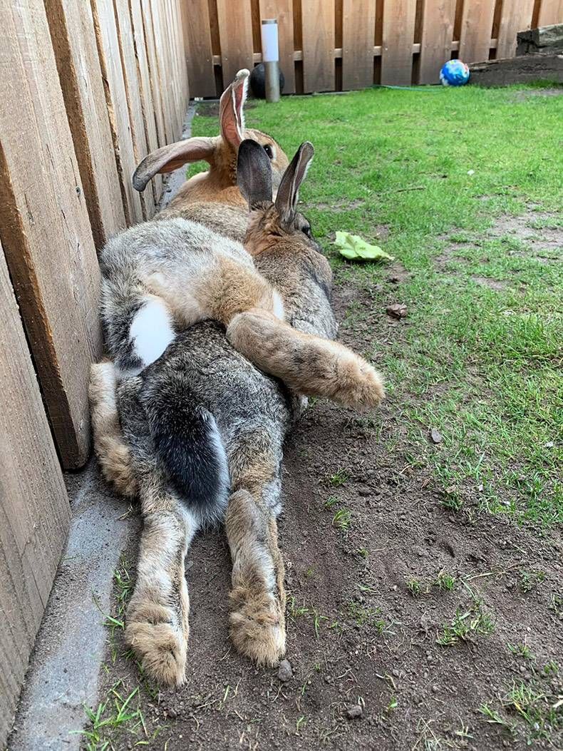 Gewoon een verzameling hilarische foto's #1155