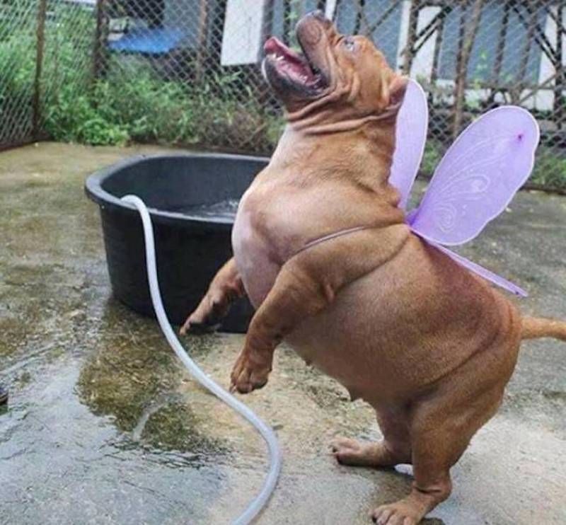 Gewoon een verzameling hilarische foto’s #1112