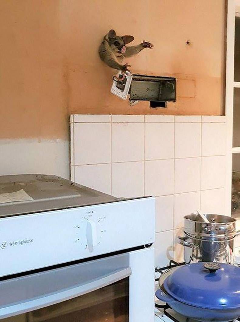 Gewoon een verzameling hilarische foto's #940