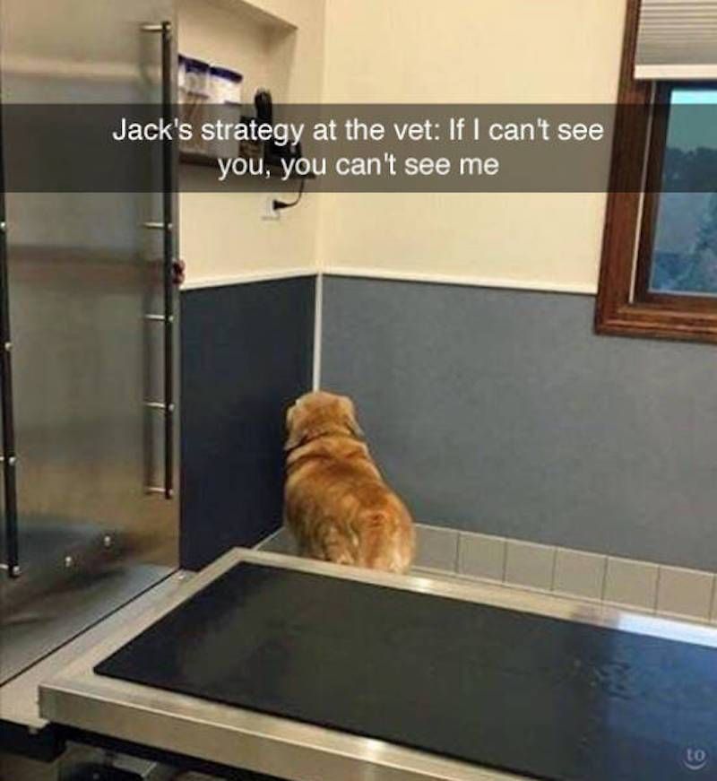 Gewoon een verzameling hilarische foto’s #843