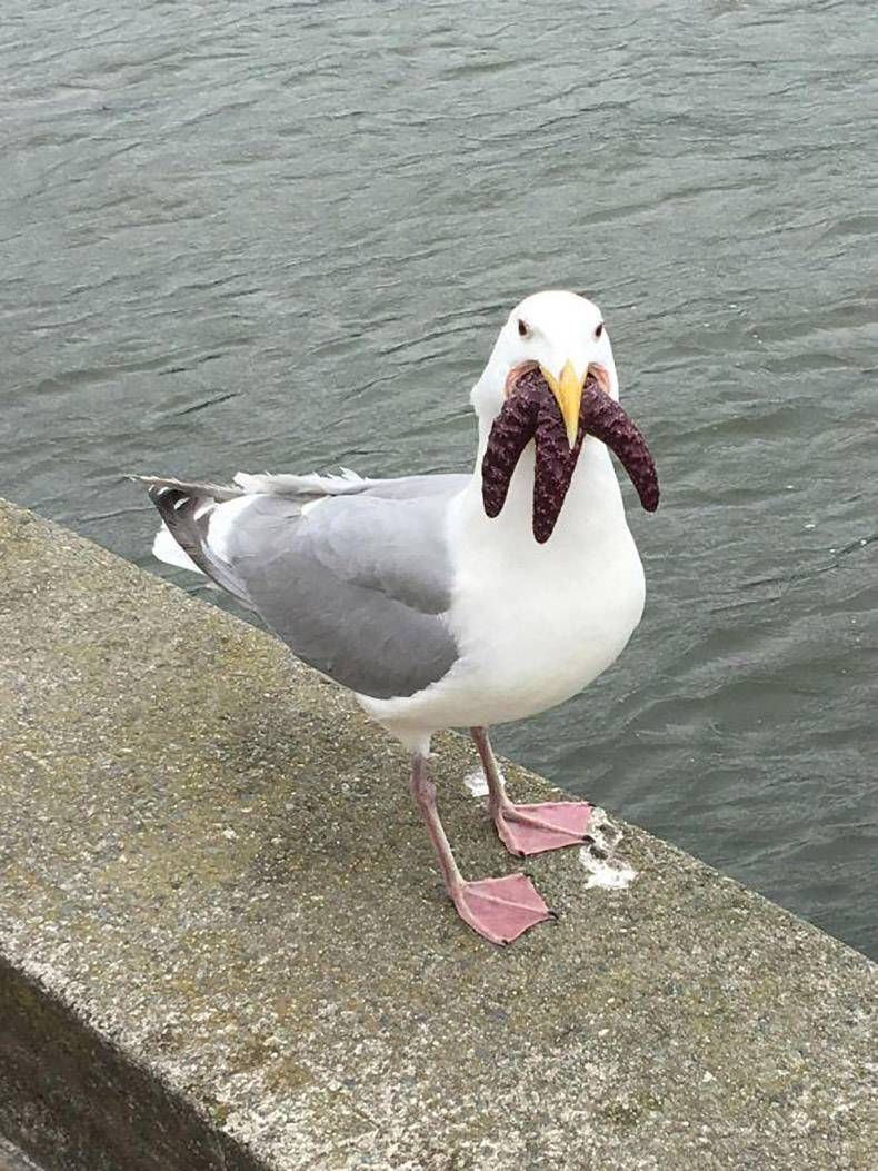 Gewoon een verzameling hilarische foto's #1154