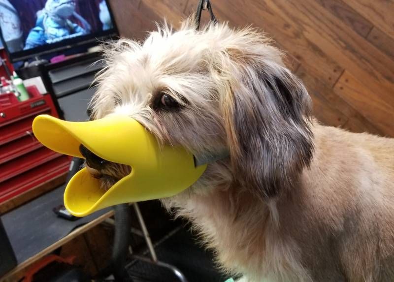 Gewoon een verzameling hilarische foto’s #1249