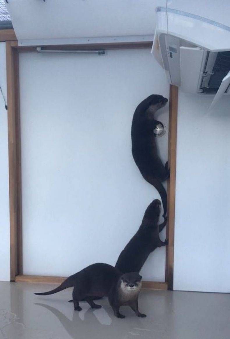 Gewoon een verzameling hilarische foto's #746