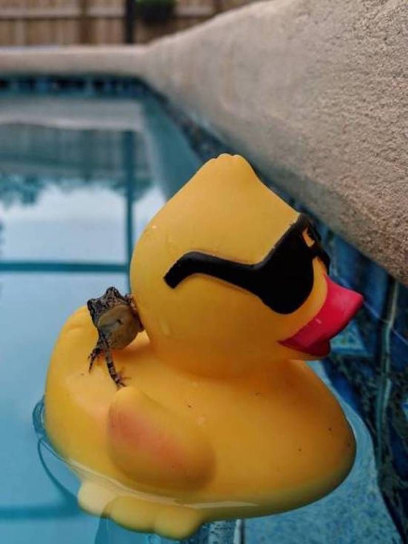 Gewoon een verzameling hilarische foto’s #846