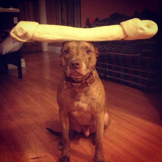 Gewoon een verzameling hilarische foto's #741