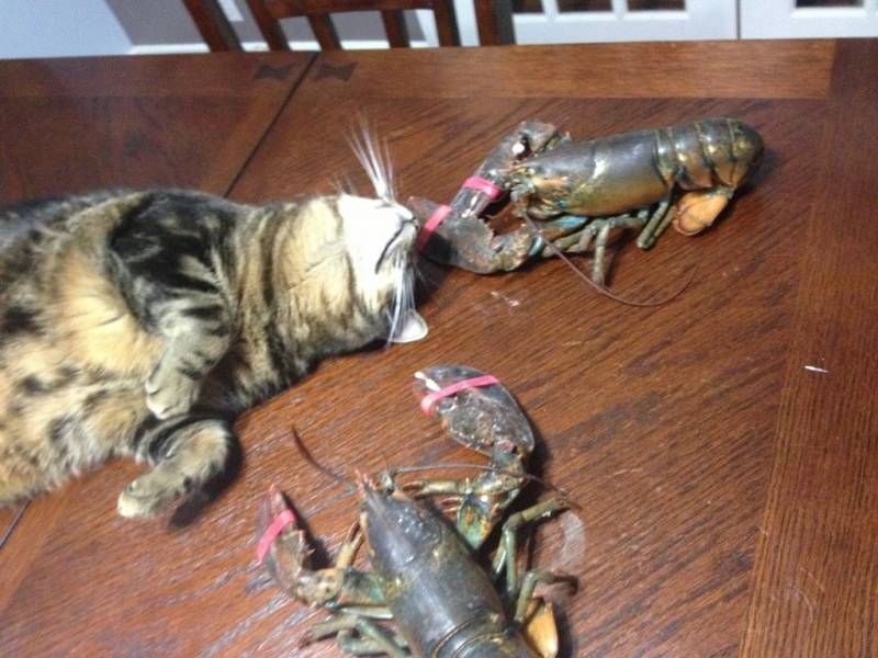 Gewoon een verzameling hilarische foto’s #1109