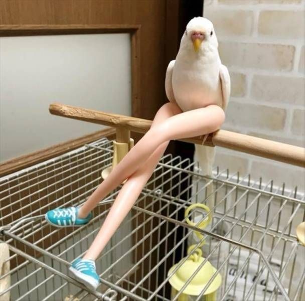 Gewoon een verzameling hilarische foto’s #1249