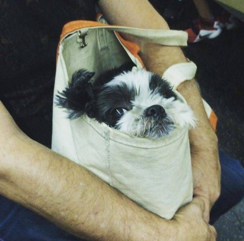 Gewoon een verzameling hilarische foto’s #793