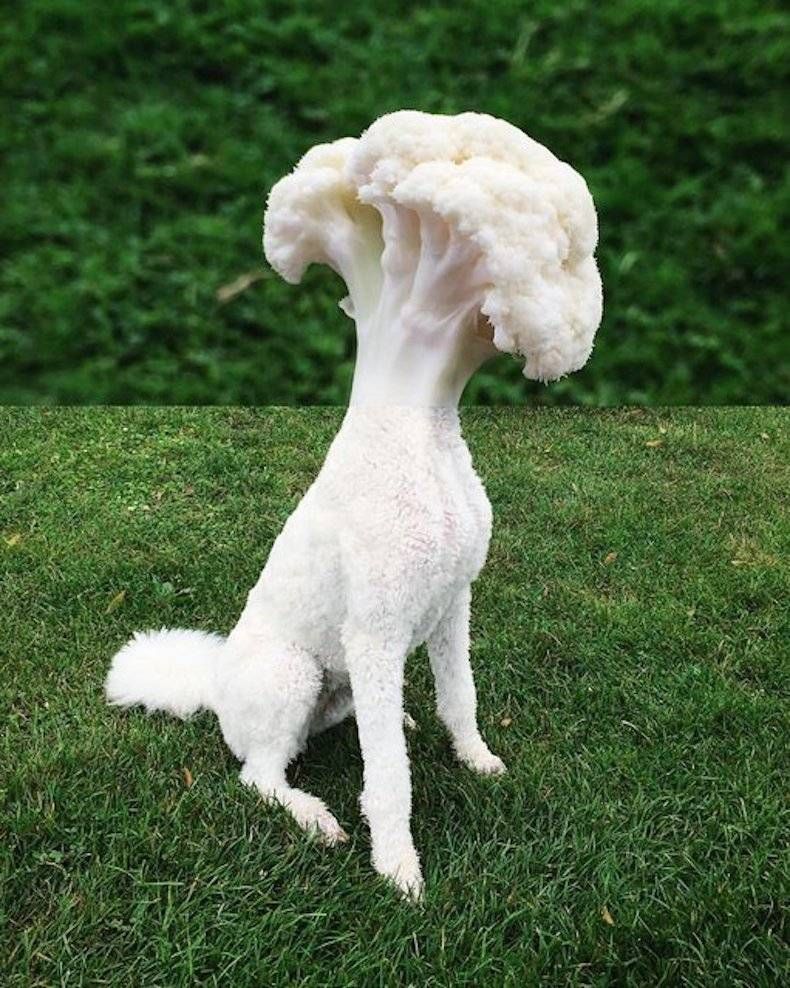 Gewoon een verzameling hilarische foto's #746