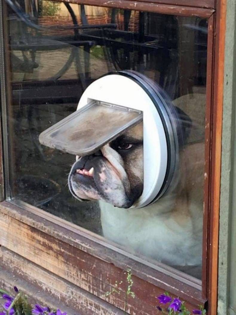 Gewoon een verzameling hilarische foto's #746