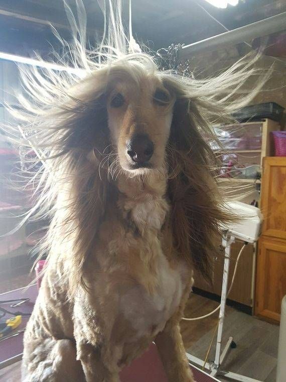Gewoon een verzameling hilarische foto's #744