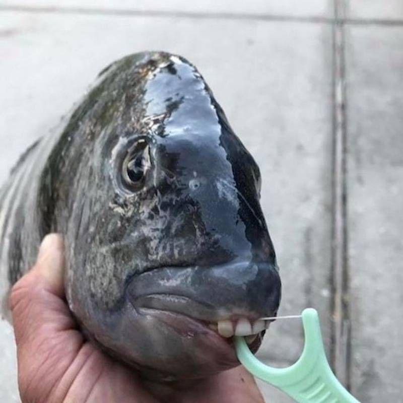 Gewoon een verzameling hilarische foto’s #950