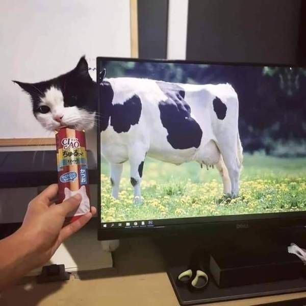 Gewoon een verzameling hilarische foto’s #1108