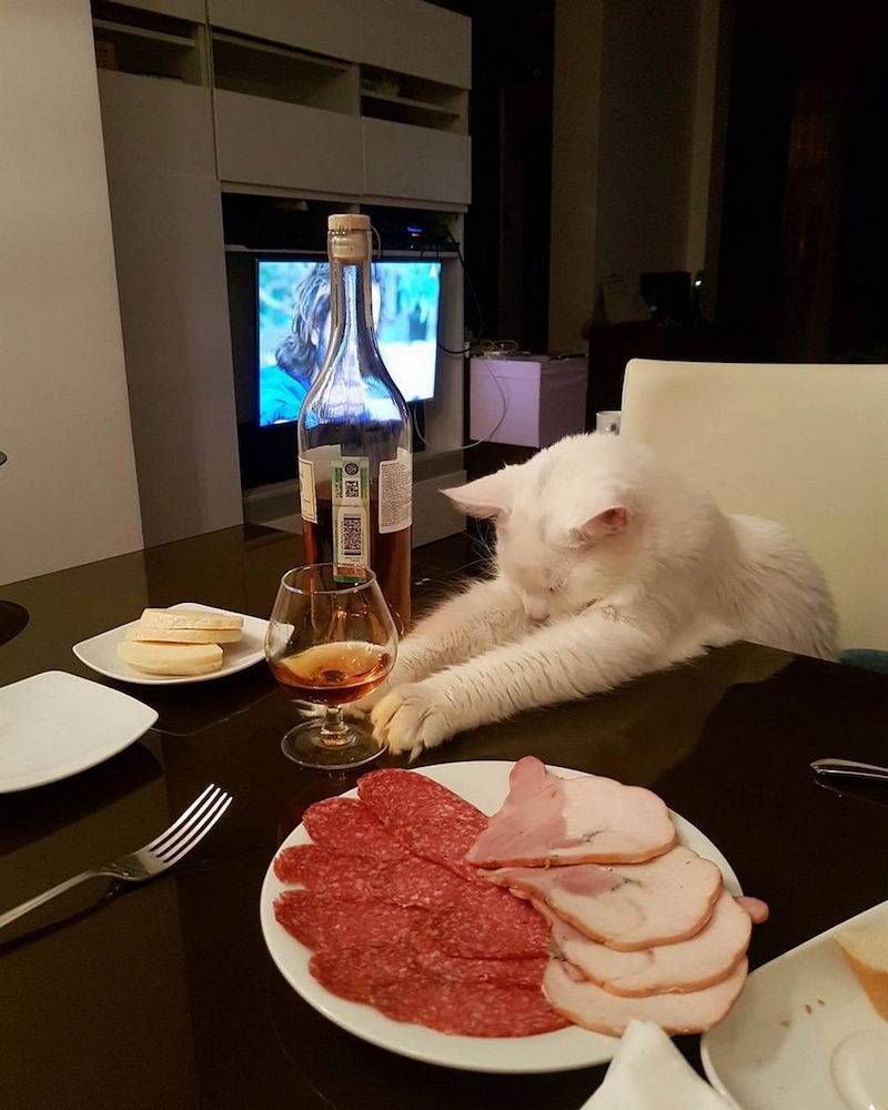 Gewoon een verzameling hilarische foto’s #1044