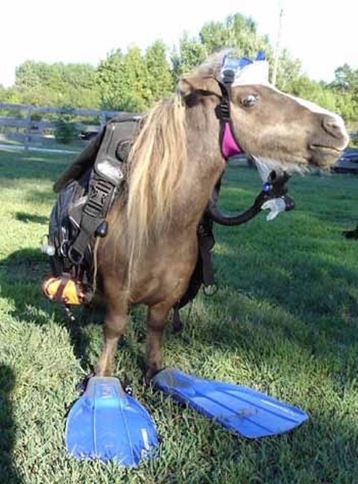 Gewoon een verzameling hilarische foto's #705