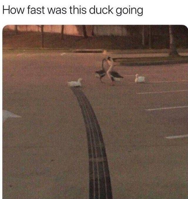 Gewoon een verzameling hilarische foto’s #1047