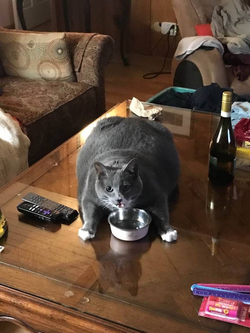 Gewoon een verzameling hilarische foto’s #1111