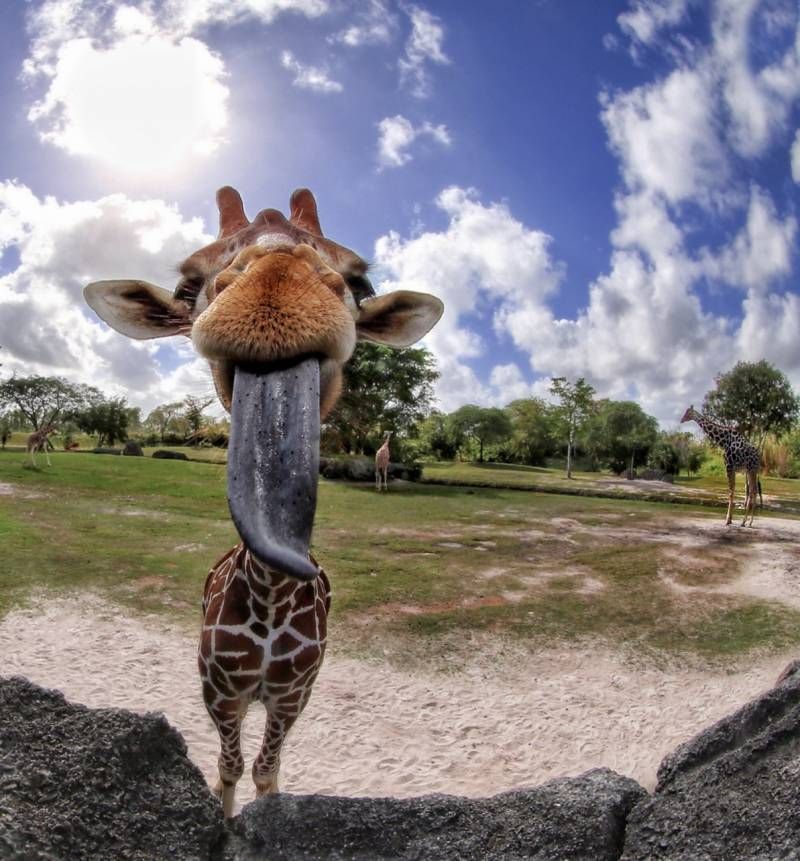 Gewoon een verzameling hilarische foto’s #1111