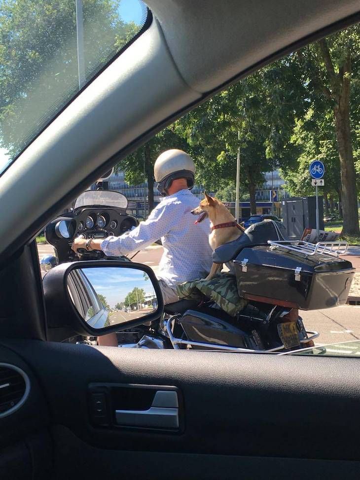 Gewoon een verzameling hilarische foto's #705