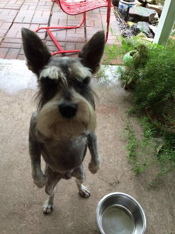 Gewoon een verzameling hilarische foto's #705