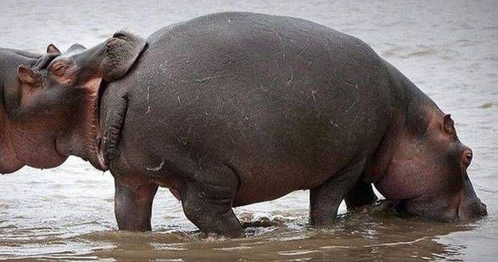 Gewoon een verzameling hilarische foto’s #792