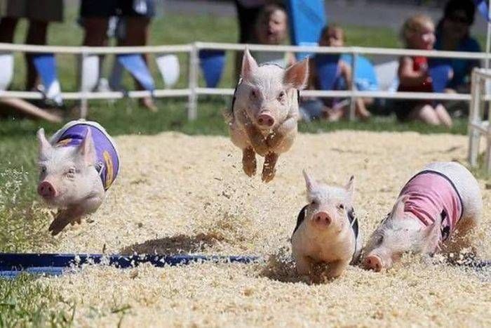 Gewoon een verzameling hilarische foto’s #792